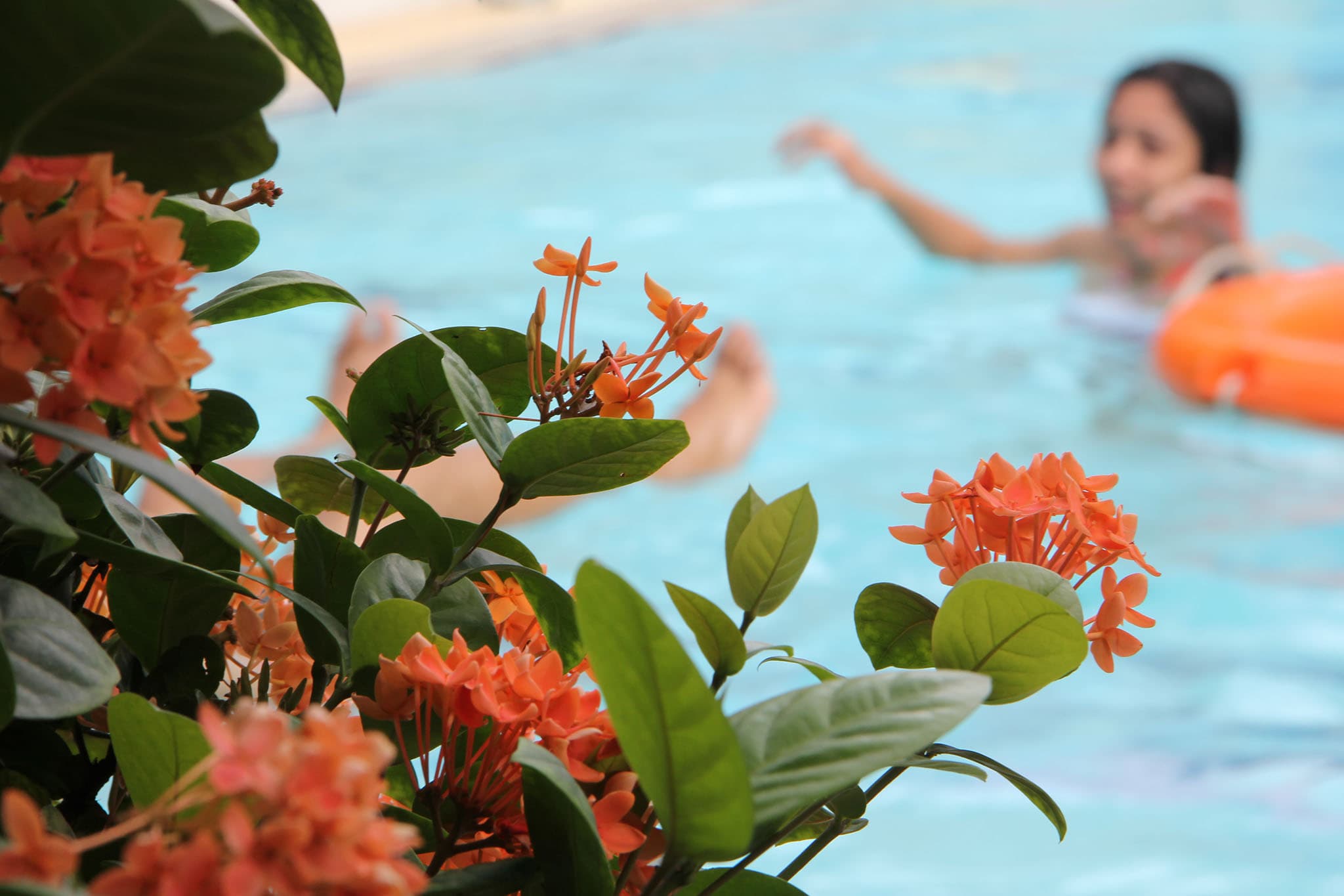 Orange flowers beside the Dutch Club pool